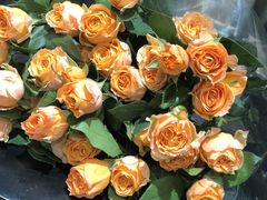 -植物学家的女儿(北马道巷店)