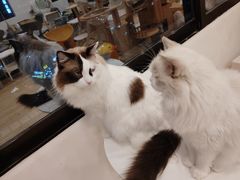 -有喵·猫咖·狗咖·30几只猫10只小狗(岗厦店)