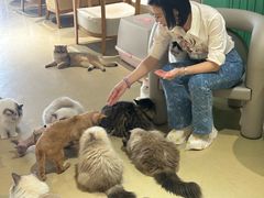 -藏猫猫咖啡主题馆(中央大道店)