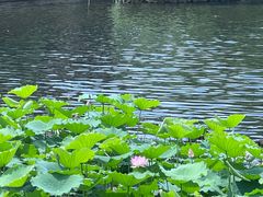 -荔湾湖公园