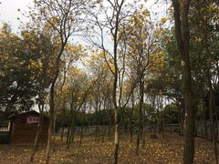 -天适樱花悠乐园