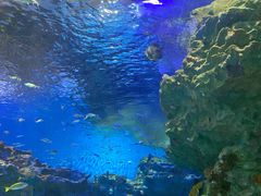 -海合安成都极地海洋公园