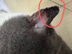 -创凡宠物医院·骨专科  猫科中心(西乡分院)