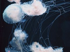 -广州海洋馆