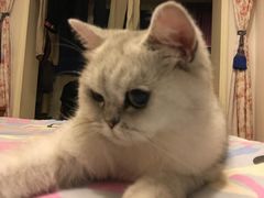 -美联众合动物医院·24h转诊中心
