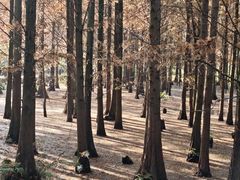 -桤木河湿地公园