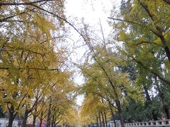 -三里屯东五街银杏大道