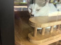 -御宝贝·A梦猫科宠物医院(国际猫友好医院)