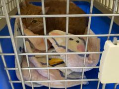 -北京观赏动物医院·24小时大型综合·猫专科·异宠专科