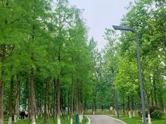 -洋湖国家湿地公园