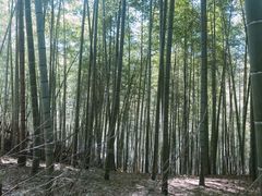 -宁波浙东大竹海景区