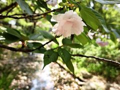 -陈家山荷花公园