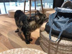 -瞄一喵猫咖(格力海岸店)