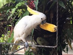 -Warung Babi Guling Ibu Oka 3