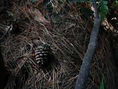 -铁山坪森林公园