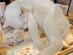 -猫的天空之城概念书店(苏州平江店)