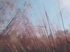 -花博汇(知音花月夜)