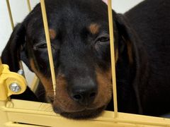 -博特宠物医院24h犬猫全科.骨科·异宠