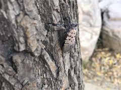 景点-郑州植物园