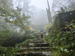 -天目山大树王景区