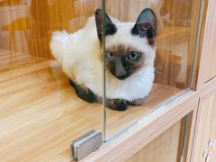 -猫十亿·布偶金渐层·曼基康矮脚猫舍(青年路店)