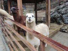 -栾川竹海野生动物园