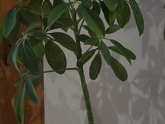 -COTTON CAFE(德信·中外公寓店)