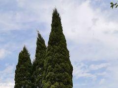 -黑龙江省森林植物园