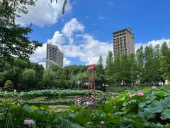 -陈家山荷花公园