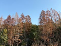 -金鸡湖桃花岛