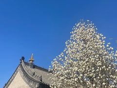 -护国法轮寺