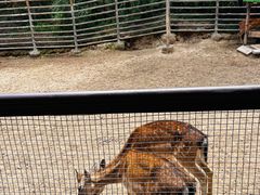 -青藏高原野生动物园