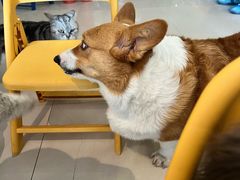 -平行世界·猫咖(首经贸店)