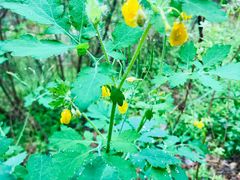 -碓臼峪自然风景区