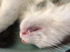 -猫在这儿猫咪咖啡馆·撸猫馆