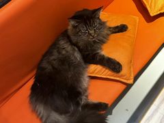 -豆逗聊愈猫阁Easy Life