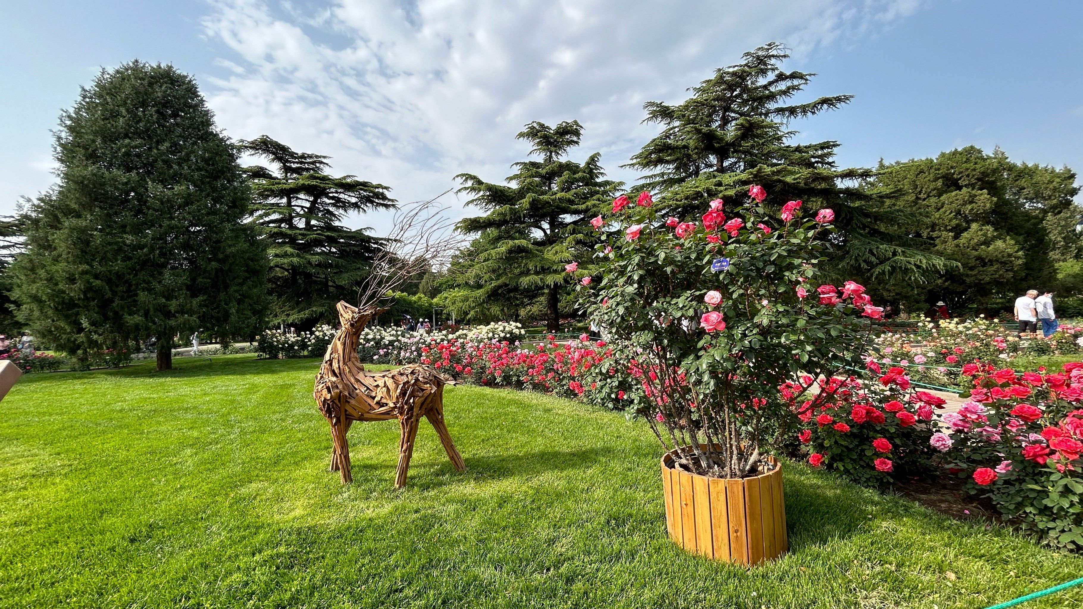 看到好看的花一定要分享给你 #公园漫步游记 北京市的市花月季当下正