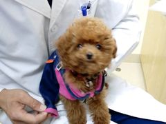 -芭比堂动物医院广州顽皮分院