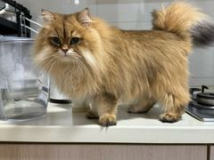 -福懋动物医院·犬猫全科·外科·重症科(杏林分院)