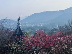 -香雪海