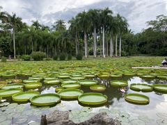 -中国科学院西双版纳热带植物园