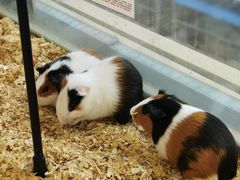 -怪兽屋·羊驼·猫咖·狗咖(俊华广场店)