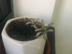 -双季花艺园艺市场(浦东店)