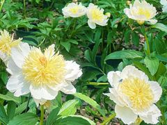 -上海鲜花港