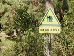 -合肥滨湖国家森林公园