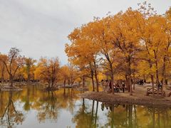 -金塔沙漠胡杨林景区