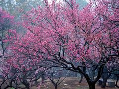-梅花山(明孝陵内)