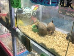 -花鸟鱼虫鲜花绿植市场(玉泉路店)