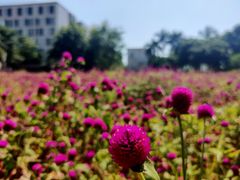 -玫瑰小镇