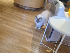 -滚猫咖啡·猫咖·猫友好撸猫(未来城店)